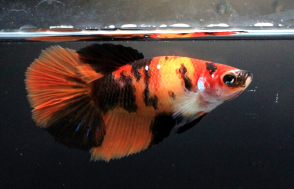 betta hembra nemo tiger longtail