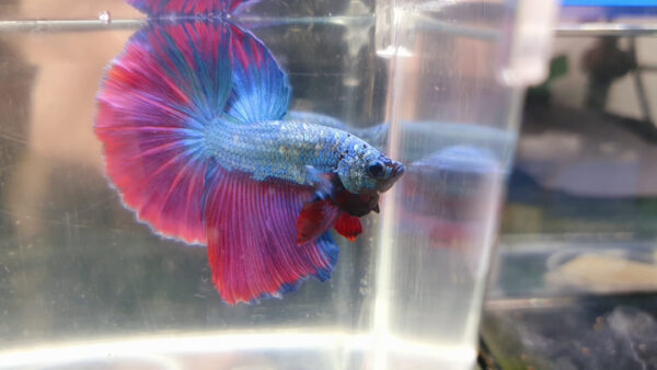 betta macho mint fire rosetail