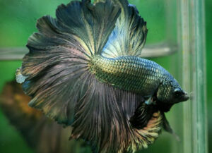 betta macho rosetail copper dragon