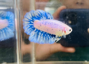 betta hembra rosetail aura