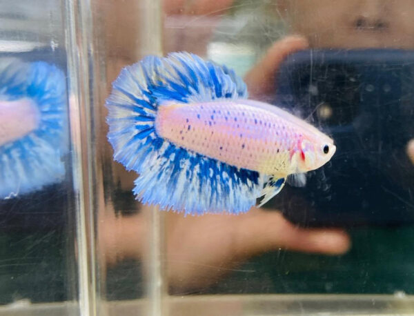 betta hembra rosetail aura