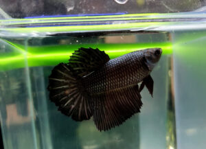 betta hembra halfmoon black copper