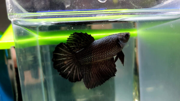 betta hembra halfmoon black copper