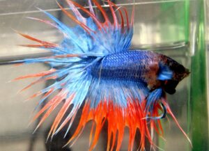 betta macho crowntail orange mascot