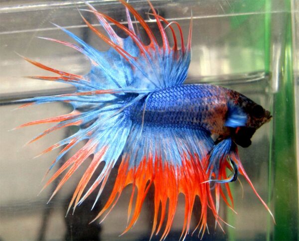 betta macho crowntail orange mascot