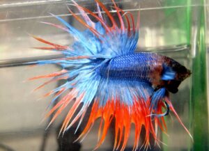 betta macho orange mascot