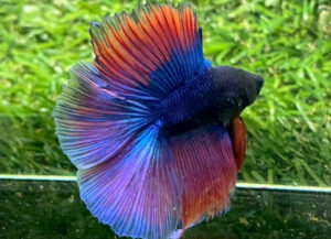 betta macho doubletail blue fire