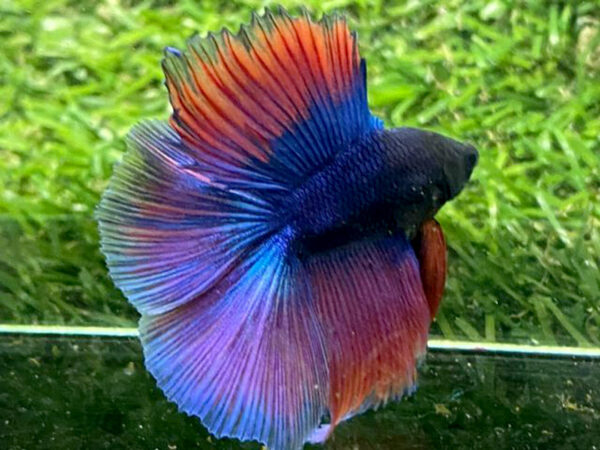 betta macho doubletail blue fire