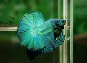 betta macho halfmoon emerald dragon