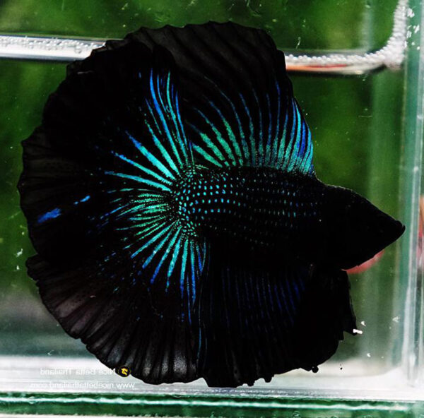 betta macho halfmoon black orchid green