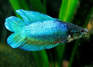 betta hembra doubletail emerald