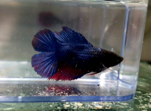 betta hembra doubletail blue fire