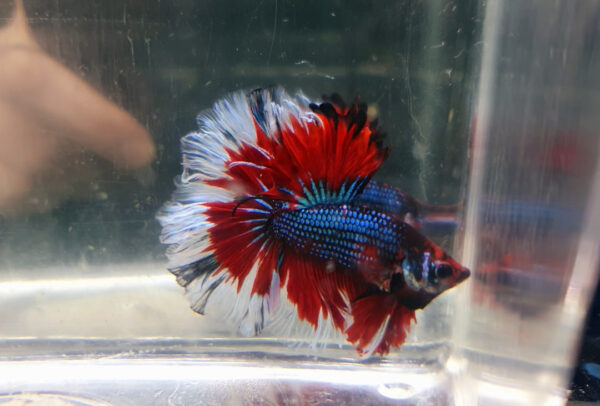 betta macho halfmoon green fire butterfly