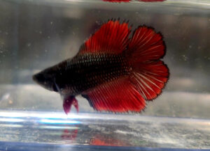 betta hembra doubletail red copper