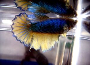 betta hembra mustard gas rosetail