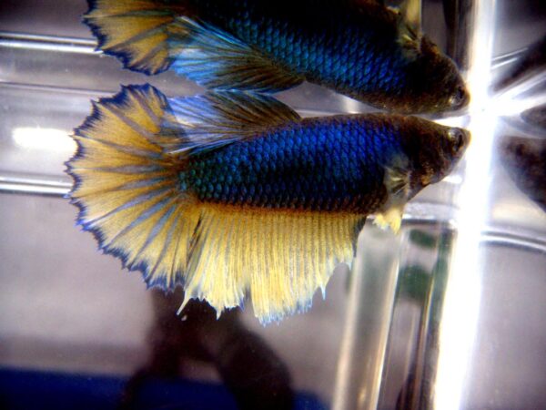 betta hembra mustard gas rosetail