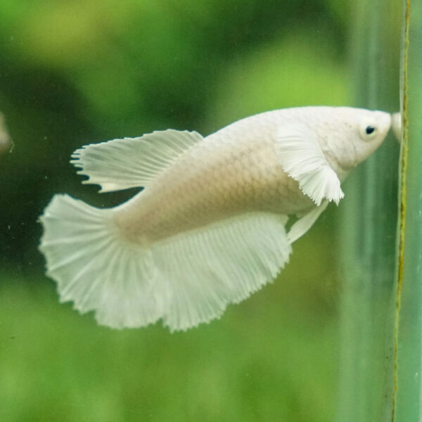 Betta hembra rosetail white platinum