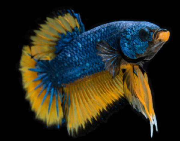 betta macho mustard gas dragon short tail