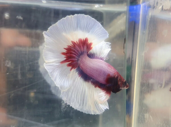 betta macho halfmoon lavender white