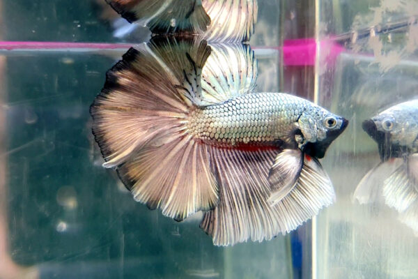 betta macho halfmoon silver dragon