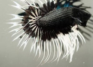 betta macho Crowntail black copper Butterfly