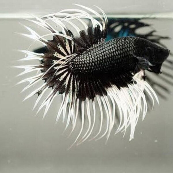 betta macho Crowntail black copper Butterfly