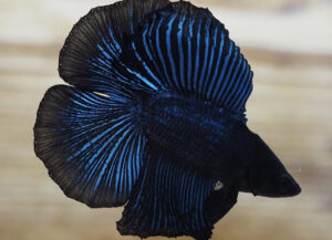 betta macho doubletail black orchid