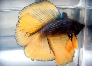 betta macho doubletail chocolate