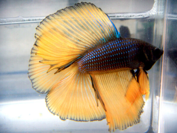 betta macho doubletail chocolate