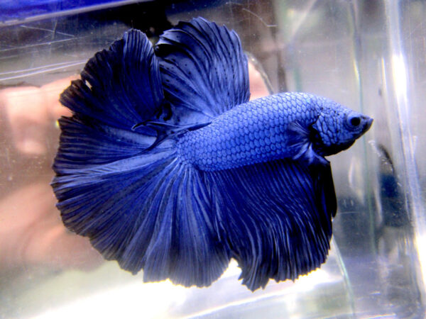 betta macho halfmoon blue dragon