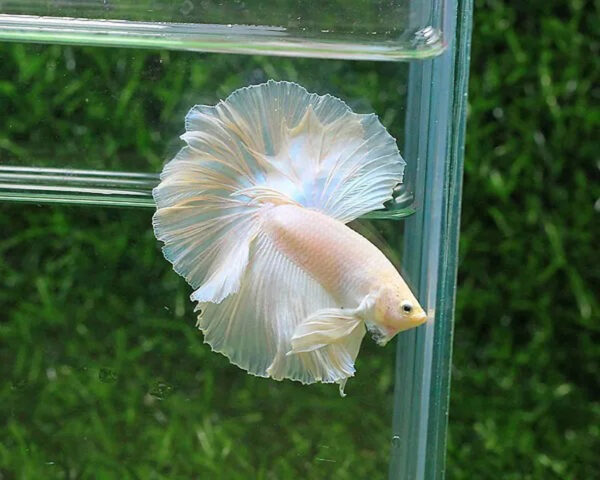 betta macho rosetail white opaque