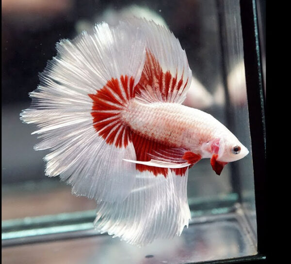 betta macho halfmoon platinum red