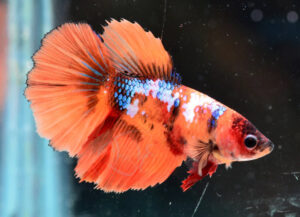 betta hembra nemo samurai longtail