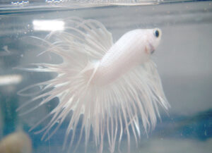 betta macho crowntail platinum