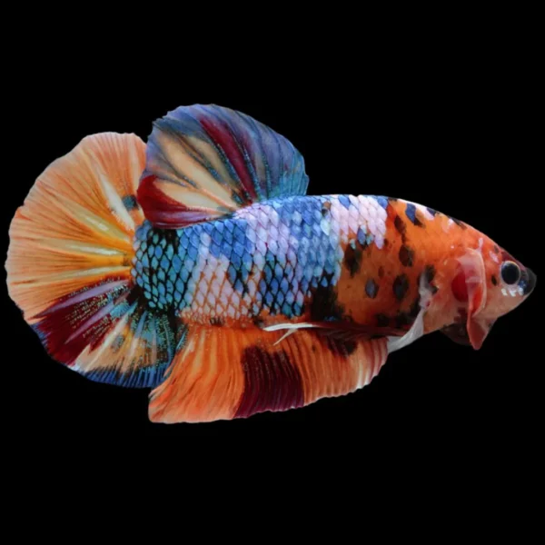 betta macho candy galaxy short tail