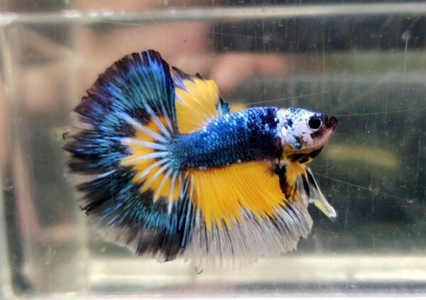 betta macho longtial macaw