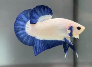 betta macho blue rim