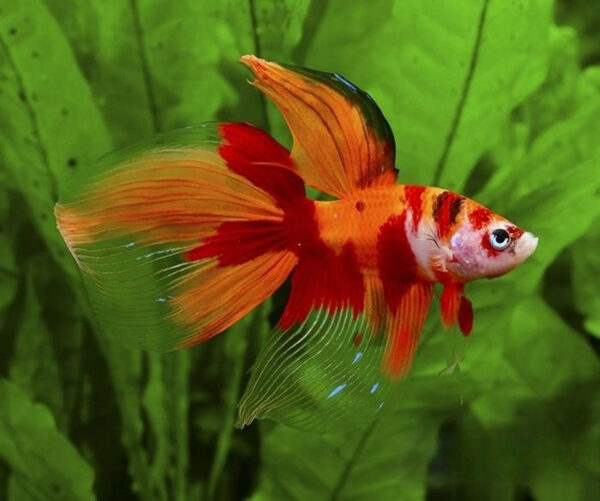 betta macho veiltail nemo