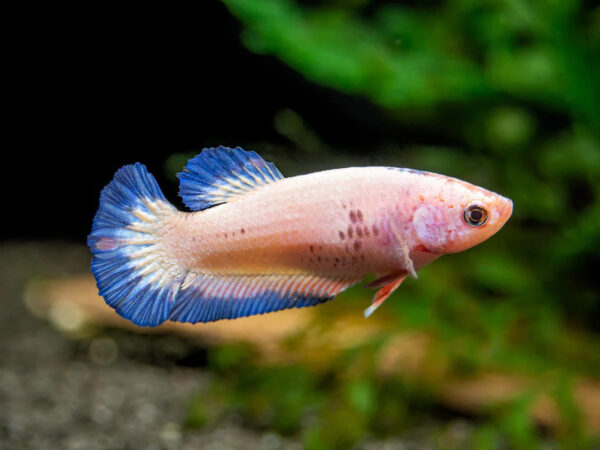 betta hembra flamingo short tail