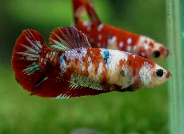 betta hembra red galaxy snow short tail plakat