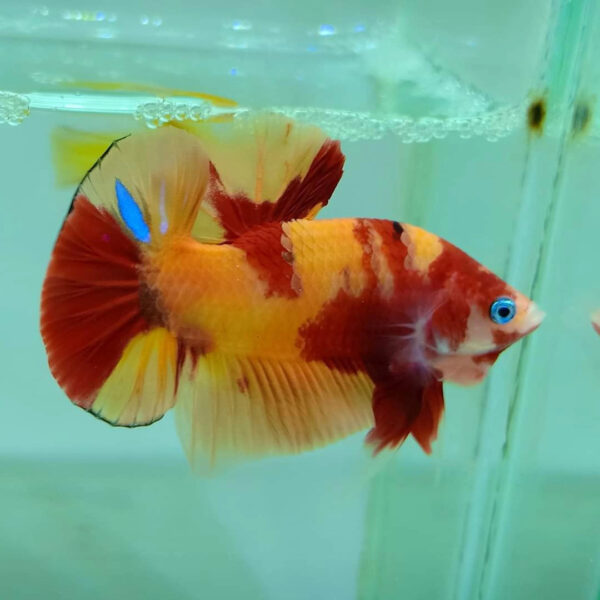 betta macho nemo short tail plakat