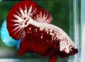 betta hembra red samurai