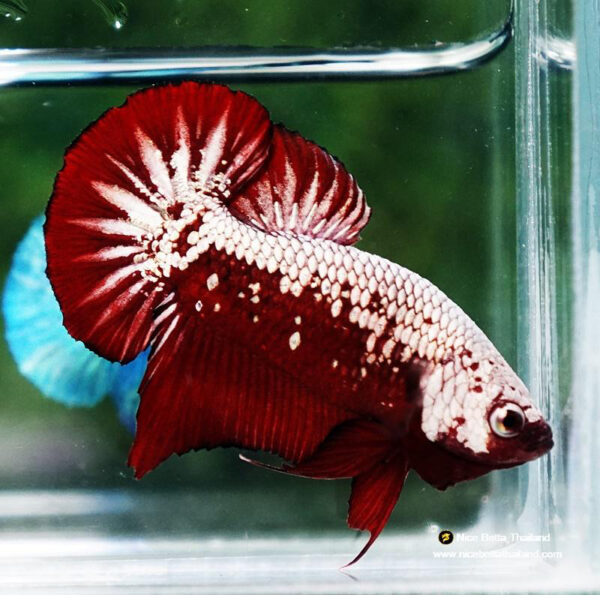 betta hembra red samurai