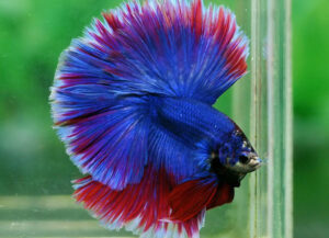 betta macho rosetail blue purple butterfly