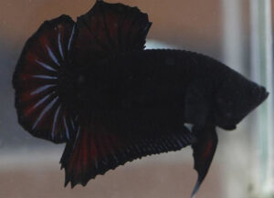 betta macho black vampire short tail