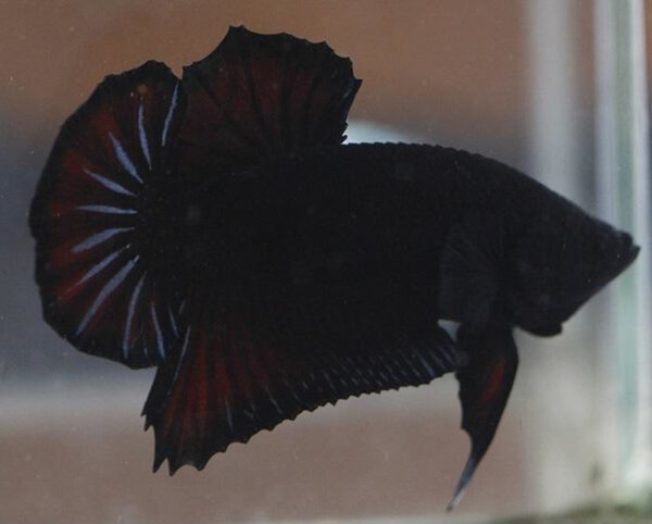 betta macho black vampire short tail