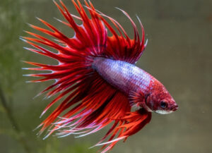 betta macho crowntail lavender