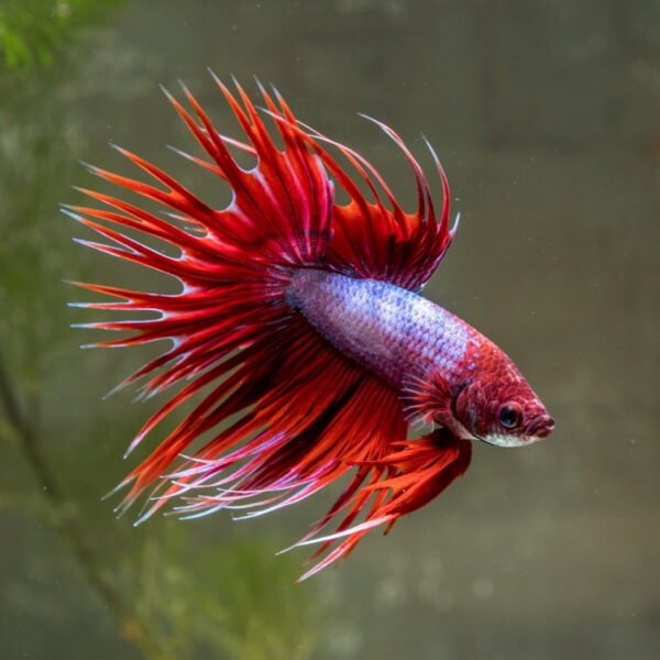 betta macho crowntail lavender