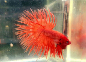 betta macho crowntail extended orange