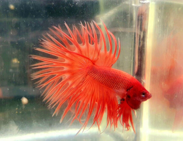 betta macho crowntail extended orange